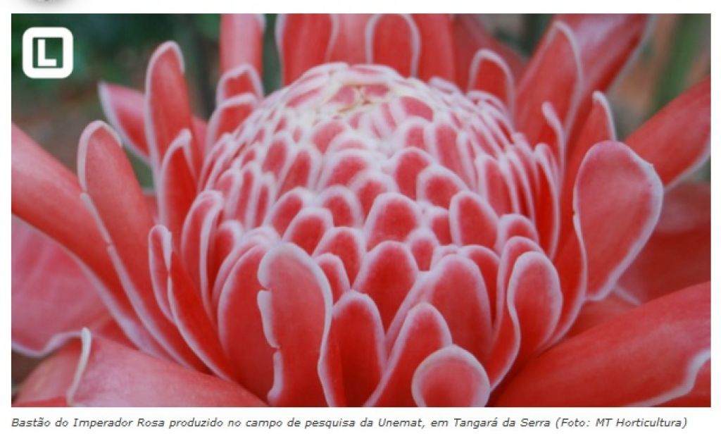 Campo experimental de flores tropicais em Acorizal Ã© referÃªncia no estado.